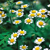 Feverfew as an extract - Paraxan Composition 